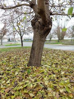feuilles mortes: fin d'automne hiver en retard! troncs et feuilles photos by Senaq