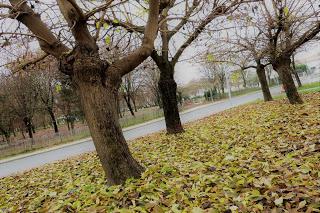 feuilles mortes: fin d'automne hiver en retard! troncs et feuilles photos by Senaq