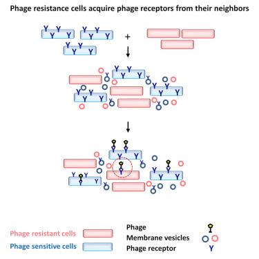 #cell #phage #bactérie #récepteur Acquisition de la sensibilité aux phages par les bactéries par l’échange de récepteurs aux phages