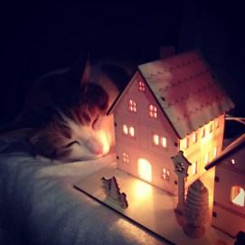 chat sapin chat sapin