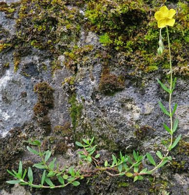 Hélianthème sombre (Helianthemum nummularium var. obscurum)