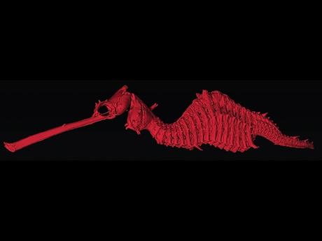Squelette de Phyllopteryx dewysea en tomographie, Josefin Stiller, Nerida Wilson and Greg Rouse