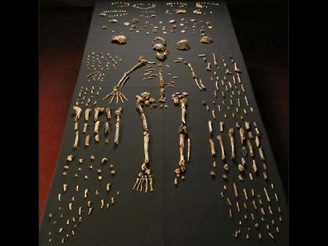 Homo naledi, John Hawks, Wits University