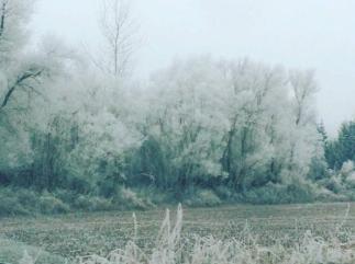 Les petits bonheurs du dimanche – Janvier 1