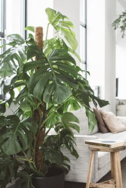 Monstera-0 Monstera-0