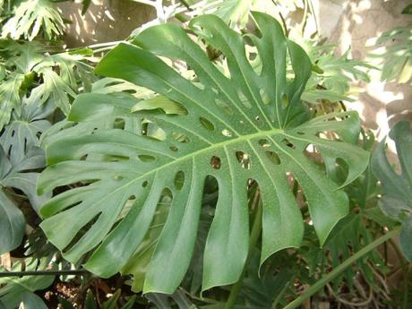 Monstera feuille Monstera feuille