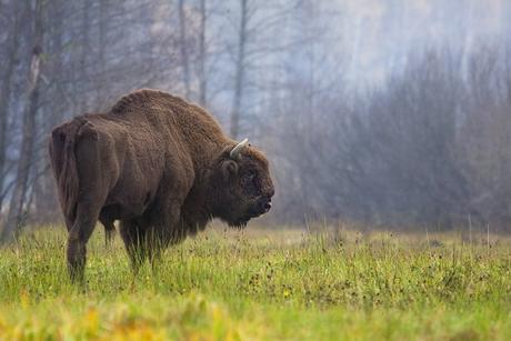 Découverte d'une nouvelle espèce de bison confirmée par l'art rupestre Découverte d'une nouvelle espèce de bison confirmée par l'art rupestre