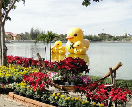 Udon-Thani , Horloge a fleurs et prolifération de canards