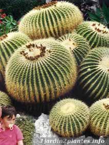 Un cactus du désert mexicain: le coussin de belle mère ou echinocactus.