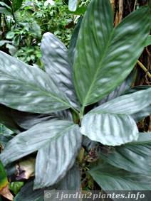Le Chamaedorea metallica est un petit palmier cultivé comme plante verte