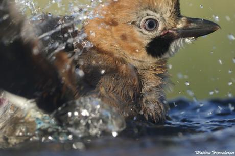 photo animalière