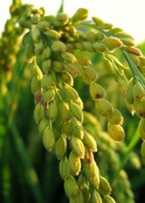 Les bienfaits de l’huile de son de riz L’huile de son de riz ou le complément alimentaire le plus complet.
