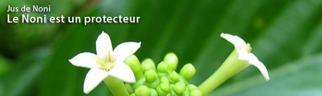 Tout savoir sur le jus de Noni Découvrez les nombreux bienfaits du jus de Noni sur le fonctionnement du corps humain