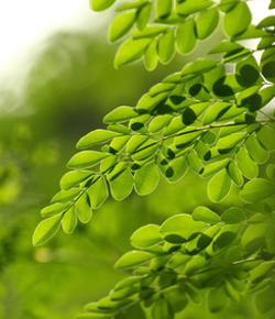 Les bienfaits du Moringa Les bienfaits du Moringa