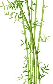 PANSEMENT nouvelle génération : Et si l'on pensait bambou ? – Carbohydrate Polymers