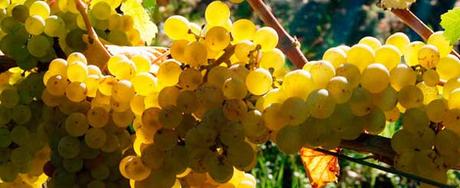 chenin_montlouis chenin_montlouis