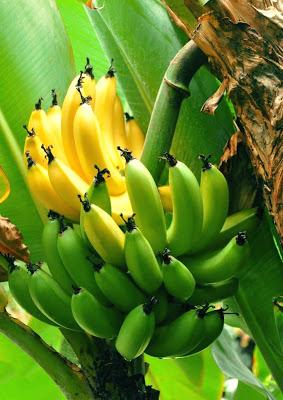 Beignets de banane / Huntsi an nganu