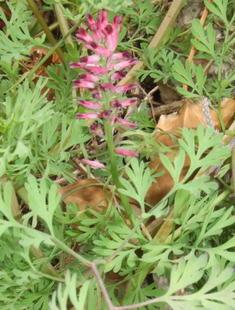 la fumeterre fumeterre.jpg