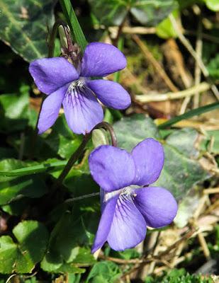 Violette des chiens (Viola canina)