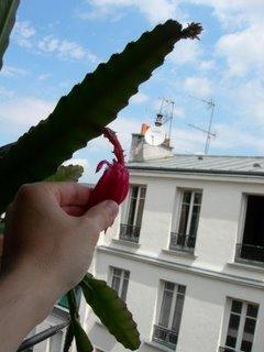 Nettoyage de l'épicactus défleuri