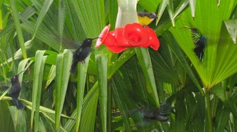 Le colibri (Balata) Le colibri (Balata)
