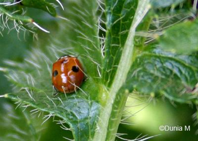 Agitation coccinelle