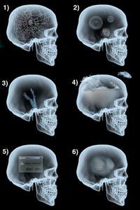 On a retrouvé les SIX cerveaux de Nicolas Sarkozy... On a retrouvé les SIX cerveaux de Nicolas Sarkozy...