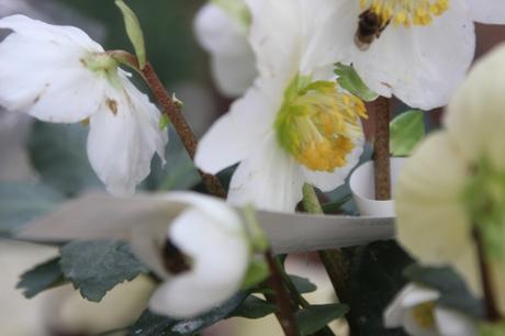 abeille hellébore veneux 1 fev 2017 001 (6).jpg