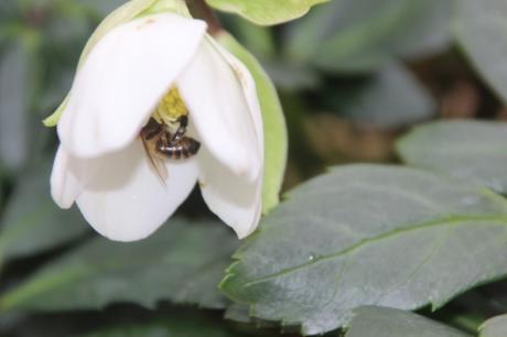 abeille hellébore veneux 1 fev 2017 001 (1).jpg