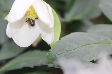 abeille hellébore veneux 1 fev 2017 001 (3).jpg