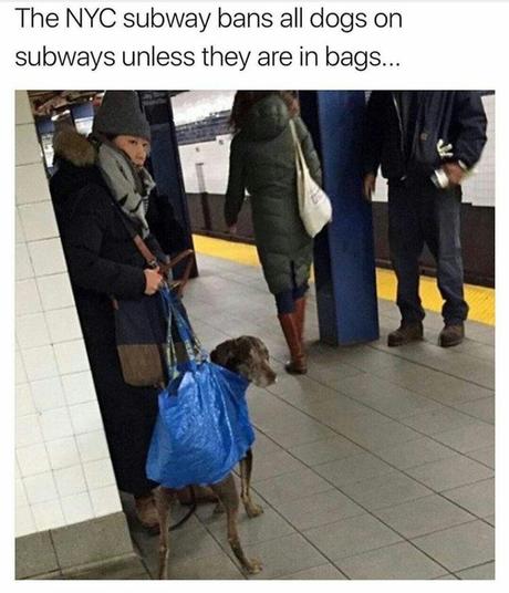 Dans le métro de New York, les chiens sont interdits sauf s'ils sont dans un sac ! Dans le métro de New York, les chiens sont interdits sauf s'ils sont dans un sac !