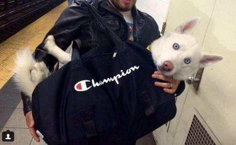 Dans le métro de New York, les chiens sont interdits sauf s'ils sont dans un sac ! Dans le métro de New York, les chiens sont interdits sauf s'ils sont dans un sac !
