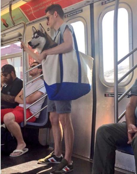 Dans le métro de New York, les chiens sont interdits sauf s'ils sont dans un sac ! Dans le métro de New York, les chiens sont interdits sauf s'ils sont dans un sac !
