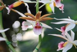Orchidee-phaius-wallichii