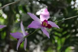 Orchidee-laelia-anceps