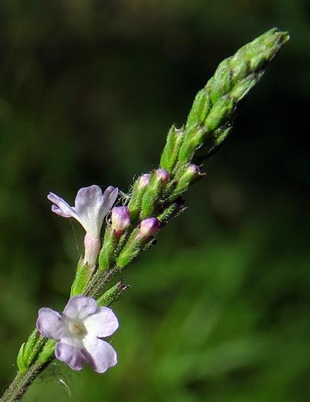 Verveine officinale (Verbena officinalis)