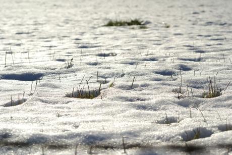 neige, snow, grass, herbe, macro