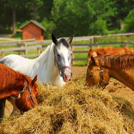 Pourquoi mon cheval maigrit ?