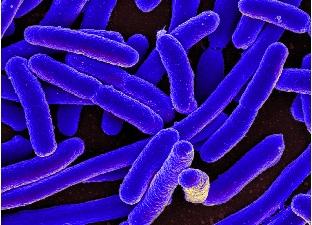 Maladie de CROHN et ARTHRITE : Et si le microbiome faisait le lien ? – Science Translational Medicine