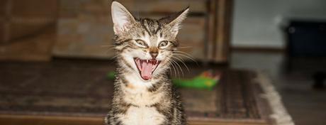 Top 10 des chats qui tirent la langue