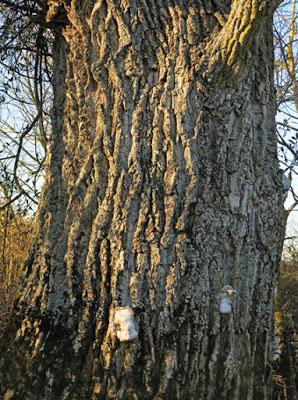 Peuplier noir (Populus nigra)