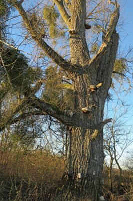 Peuplier noir (Populus nigra)