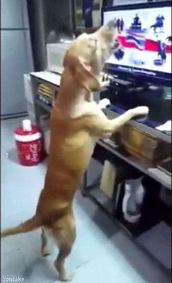 Un chien thaïlandais chante l'hymne national  (clip)
