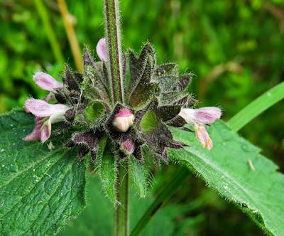 Épiaire des Alpes (Stachys alpina)