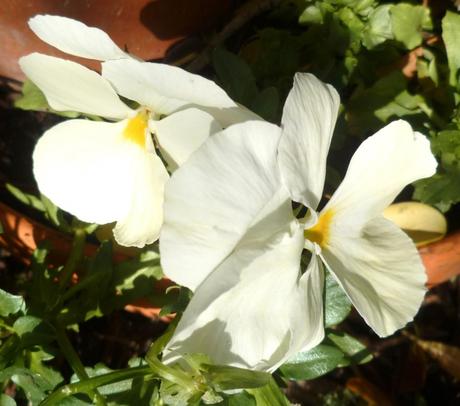 nature,cuisine,gâteau,crumble,fleurs,jardin