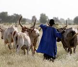 Niger : Résoudre durablement les conflits agriculteurs-éleveurs 