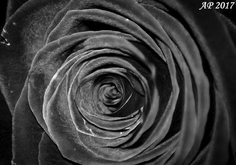 Rose Noire / Black Rose