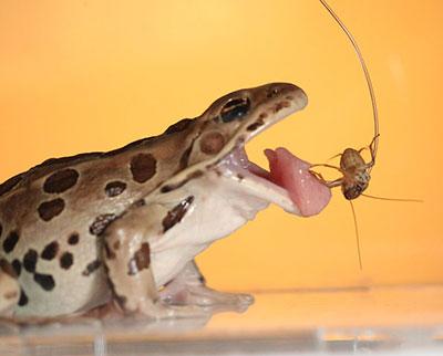 Photograph of a leopard frog retracting its tongue after catching an insect