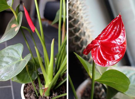 L'ANTHURIUM ROUGE LANGUE
