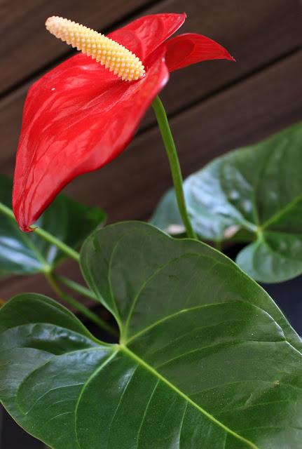 L'ANTHURIUM ROUGE LANGUE
